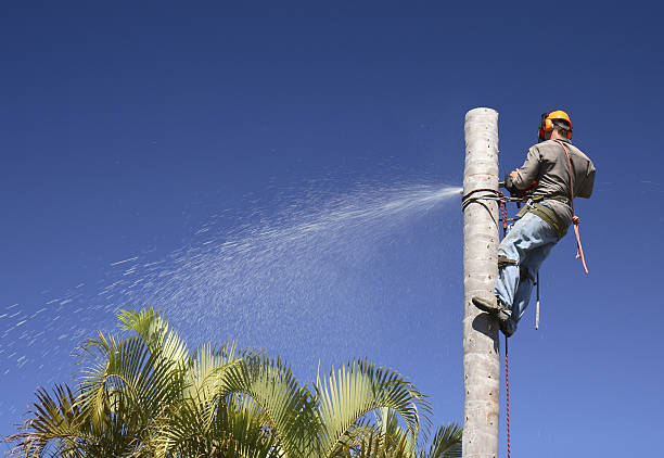 Best Tree Removal  in Baytown, TX