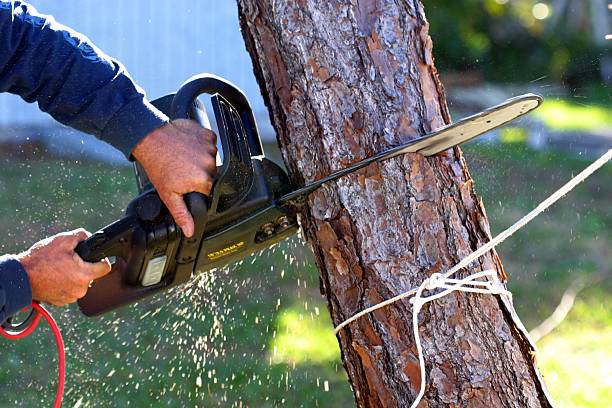 Reliable Baytown, TX Tree Care Solutions